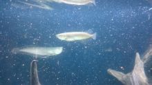 24K Gold Arowana Platinum Silver Arowana Red Tail Golden Arowana Black Arowana Platinum Black Arowan Image eClassifieds4u 4