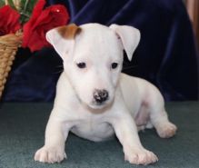 Adorable Male And Female Jack Russell Puppies Image eClassifieds4u 1