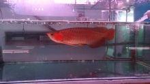 Best Quality Arowana Fish For Sale/Best Quality Arowana Fish For Sale.We supply quality live Red Image eClassifieds4u 2