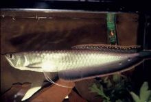 Best Quality Arowana Fish For Sale/Best Quality Arowana Fish For Sale.We supply quality live Red Image eClassifieds4u 2