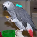 Congo African Grey Parrot for Sale Image eClassifieds4u 3