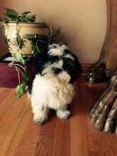 Cute CKC Shih Tzu Little Boys Image eClassifieds4U