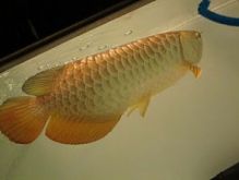 Flower Horn Arowana fish and many others fish for sale We supply $250.00 We have variaties of arowa Image eClassifieds4u 2