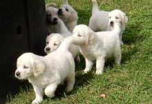 Golden Retriever puppies- Male & Female Image eClassifieds4U