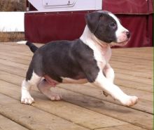 Pitbull pups for sale . Ready to go April27 2016 Image eClassifieds4u 4