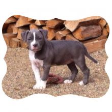 Pitbull pups for sale . Ready to go April27 2016 Image eClassifieds4u 2