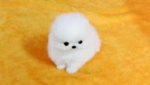 Pomeranian Pups--v.eronicaamanda49@gmail.com Image eClassifieds4u 2