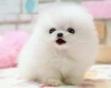 Priceless White Pomeranian Puppy For Adoption--v.eronicaamanda4.9@gmail.com Image eClassifieds4U