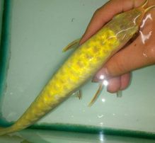 Super Red Arowana and Many Others for Sale $400.00 We have available Asian Arowana fishes Image eClassifieds4u 2