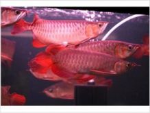 super red arowana fish Best quality Super Red Arowana fish and many others fishes (253) 470-8173 Image eClassifieds4u 1