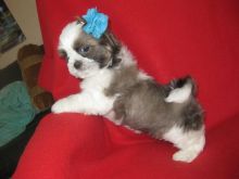Tiny CKC Shih Tzu Little Girl Image eClassifieds4U