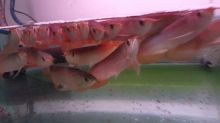 Top quality Asian red arowana,RTG,super red arowana KOI and many others. Call Or Send text Image eClassifieds4u 4