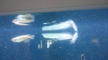 Top quality Asian red arowana,RTG,super red arowana KOI and many others. Call Or Send text Image eClassifieds4u 2