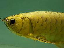 Top quality Asian red arowana,RTG,super red arowana KOI and many others. Call Or Send text Image eClassifieds4u 1