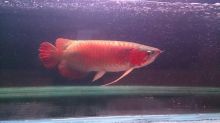 Top super red arowanas fish and many others fish for sale We supply We supply top quality arowanas Image eClassifieds4u 1