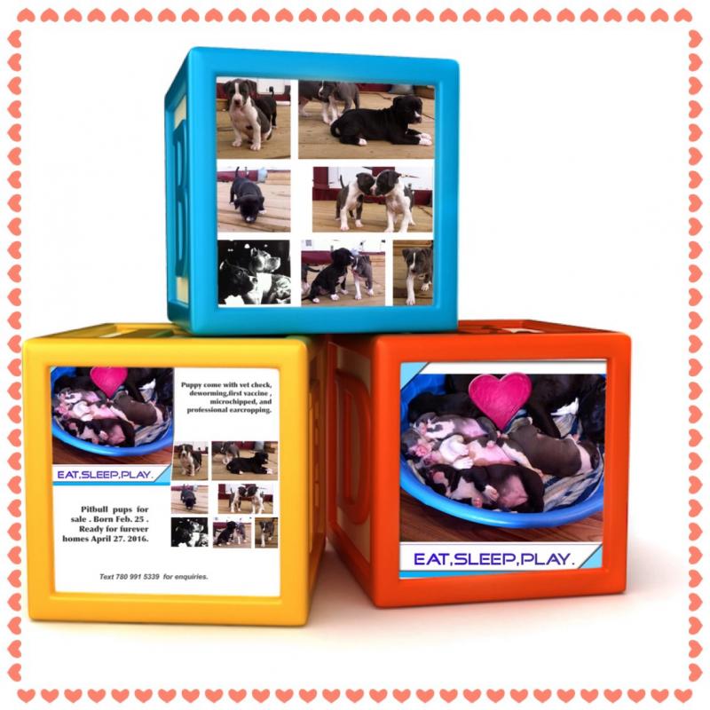 Pitbull pups for sale . Ready to go April27 2016 Image eClassifieds4u