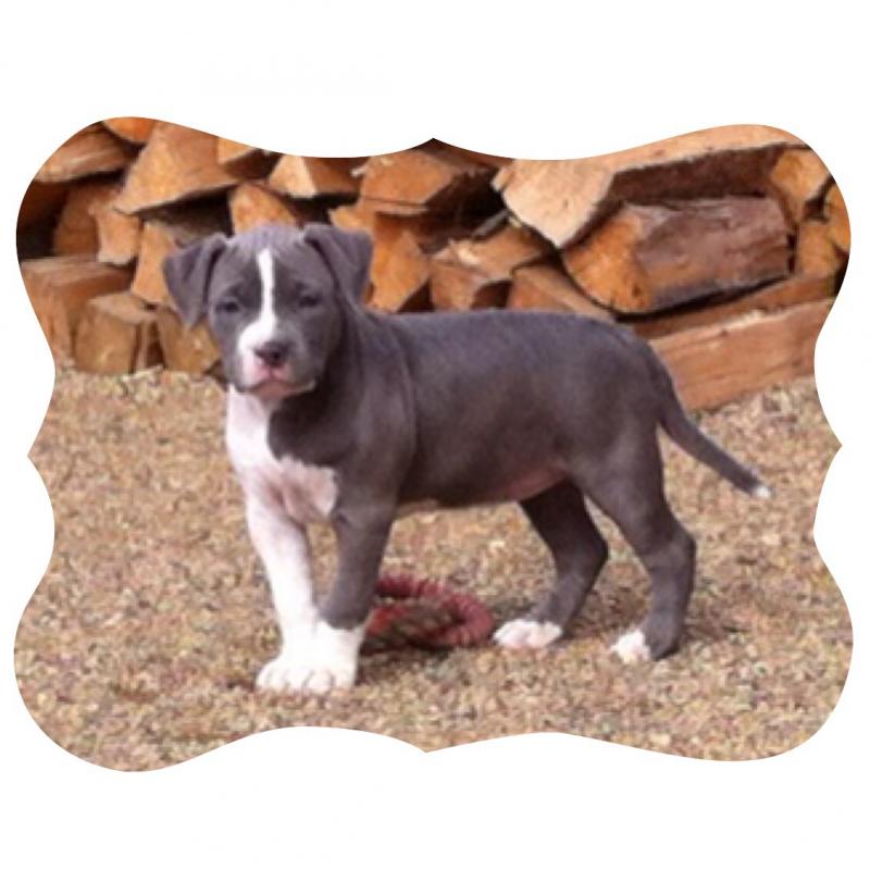 Pitbull pups for sale . Ready to go April27 2016 Image eClassifieds4u