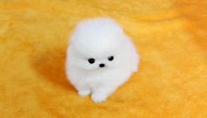 Pomeranian Pups--v.eronicaamanda49@gmail.com Image eClassifieds4u
