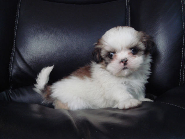 PUREBRED FEMALE SHIH-TZU PUPPY Image eClassifieds4u