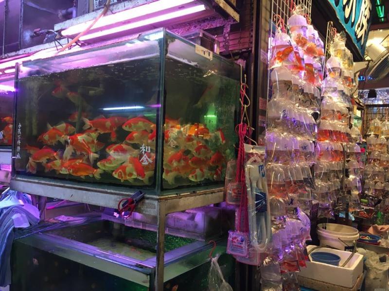quality super red arowana fish for sale and many more at a reduced price (253) 470-8173 Image eClassifieds4u