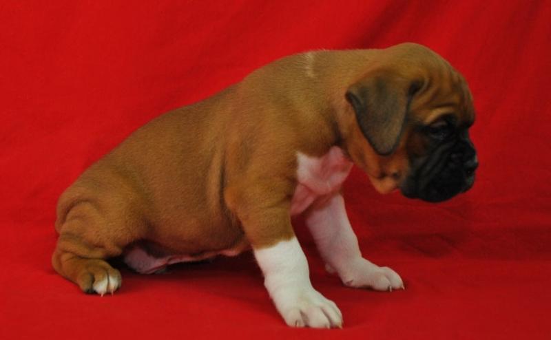 Special little Boxer puppies Image eClassifieds4u