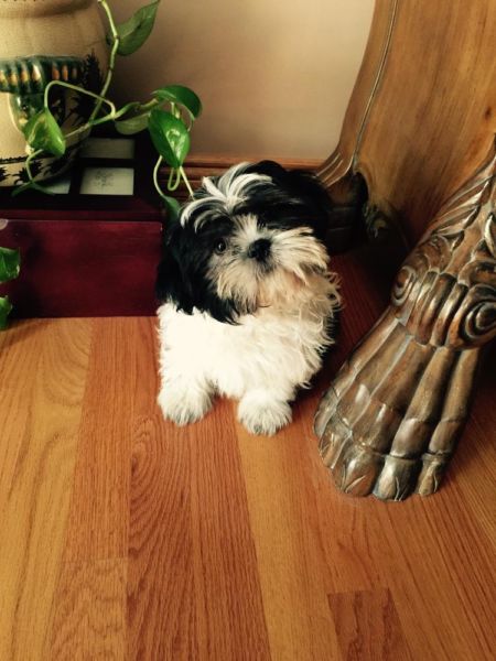 Tiny Micro Sized Imperial Shih-Tzu Puppy Image eClassifieds4u