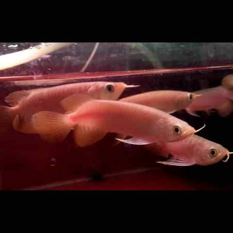 Top quality Asian red arowana,RTG,super red arowana KOI and many others. Call Or Send text Image eClassifieds4u