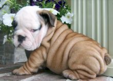 Adorable Pedigree English Bulldog Puppies