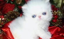 Blue Eyed Persian Kittens Ready Now -