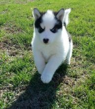 Charming Huskies puppies Available