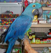 chivalrous Hyacinth Macaw Male and Female Ready Now