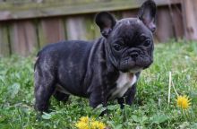 Discerning French Bulldogs For Re-Homing