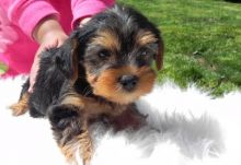 GORGEOUS YORKIE PUPPIES Healthy and adorable Yorkie puppies available for free. They are one femal