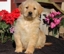 Healthy Golden Retriever Puppies