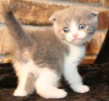 Healthy male and female Scottish Fold kittens Seeking new homes -