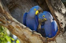 high-class Hyacinth Macaw Parrot Available To Go