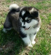 Home raised Alaskan malamute puppies for rehoming