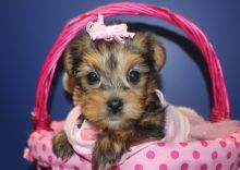 Home raised yorkie puppies for rehoming