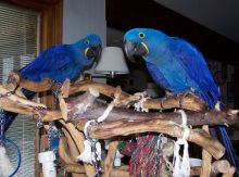 magnificent Two Blue and Gold Macaw