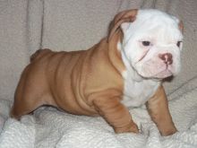 Male and Female English Bulldog puppies