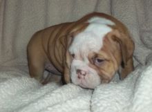 Male and Female English Bulldog puppies