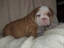 Male and Female English Bulldog puppies