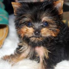 Male and Female Teacup Yorkie Puppies Available