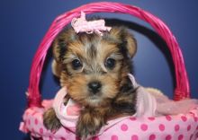 Playful Teacup Yorkshie Puppies For Adoption