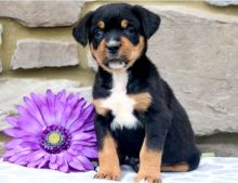 Potty Trained Teacup Rottweiler Puppies