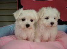 pre-spoiled, current on vaccinations Maltese puppies 