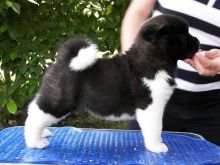 Pure Bred Full Pedigree AKITA PUPPIES --vero.nicaamanda4.9@gmail.com