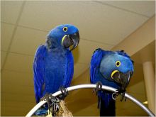 Registered Hyacinth Macaw Parrots