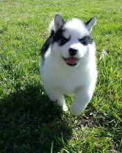 Siberian Husky for Adoption