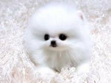 St. Johns <<< Cute Pomeranian needs good home!!!
